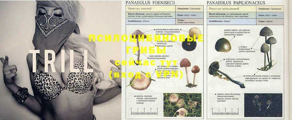 apvp Володарск